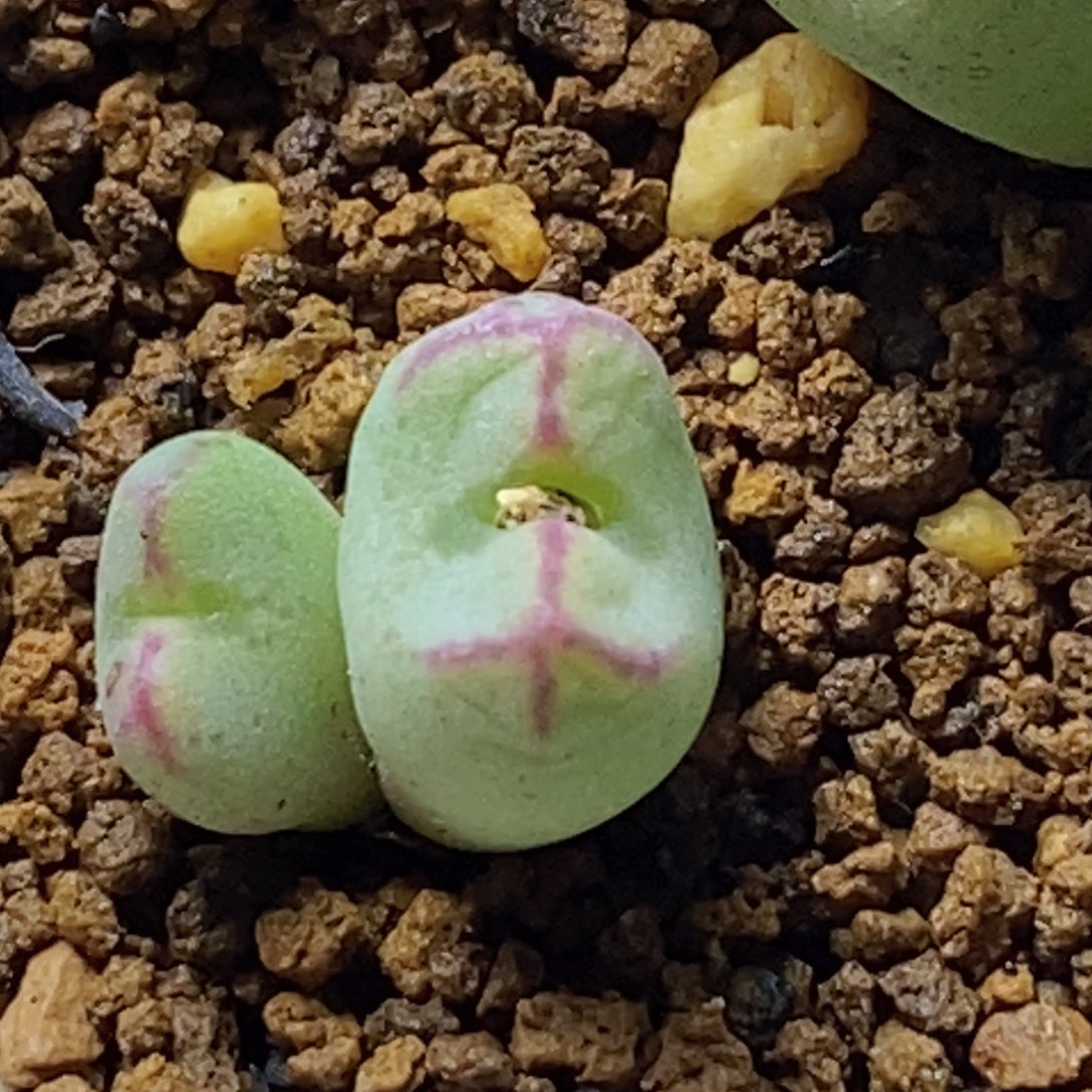 红线元宝好看好看