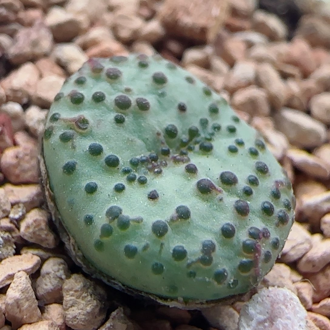 0957/火龙果安贞/