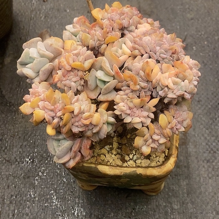 娜***子多肉植物肉肉植物