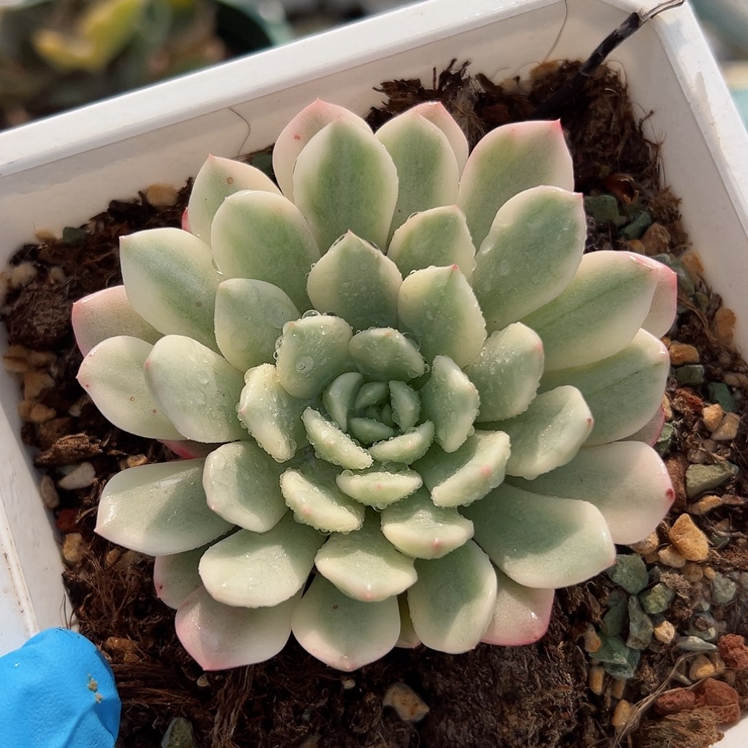 红宝石锦，覆轮锦