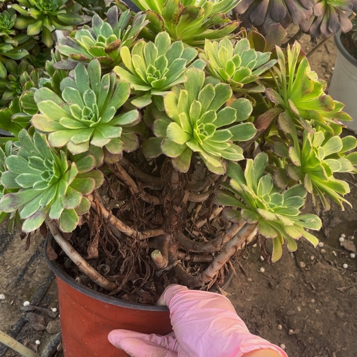 872粉墨有断多肉法师不包断枝