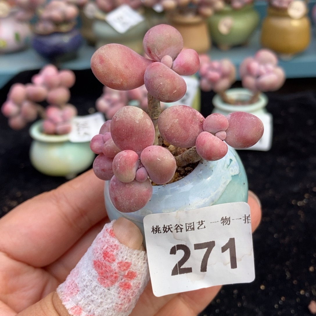 271糖果腰子蛋带盆土