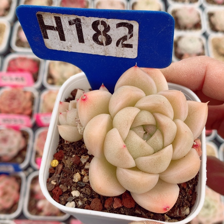 麦秆6cm多肉植物