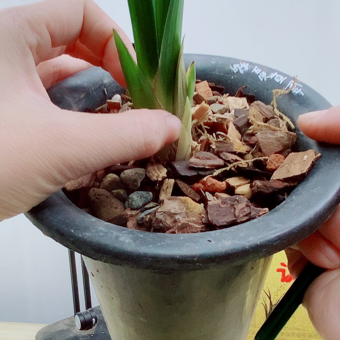 当前无花栽培后可以开花红冠荷