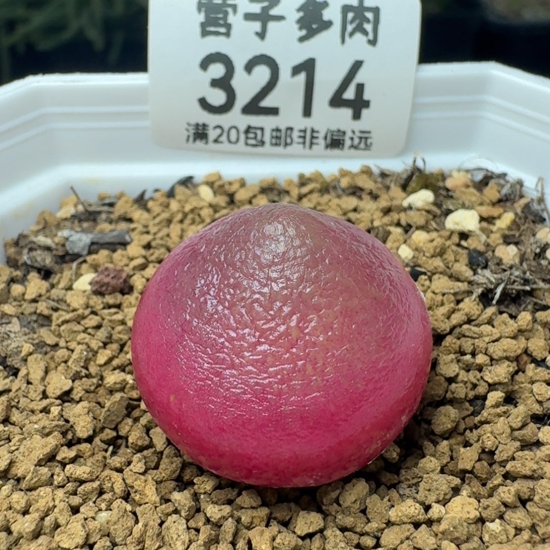 灯泡2.4带盆土。             