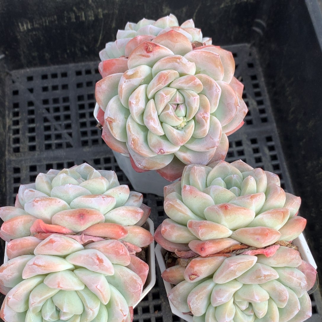 0125-48 精控冰玉双头