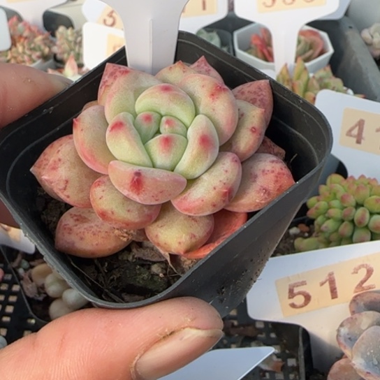 363凌雪一物一拍多肉