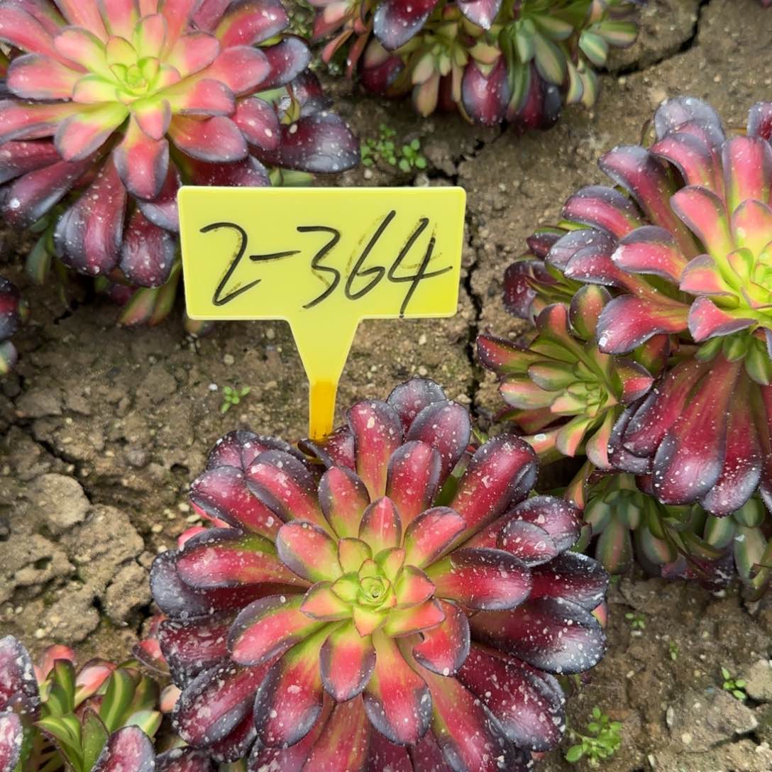 2-364---多头多肉植物