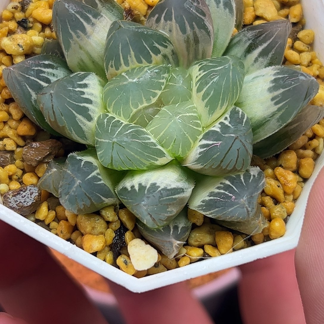 糊斑霓虹灯五公分十二卷