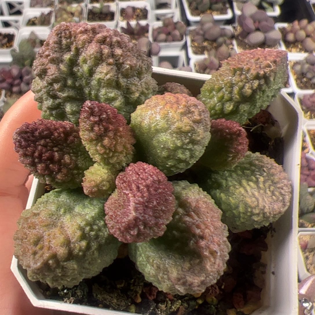 满盆实生老桩多肉植物水泡