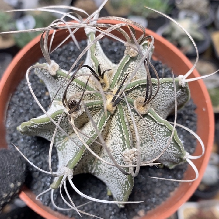 实生瑞凤玉547号7.5cm