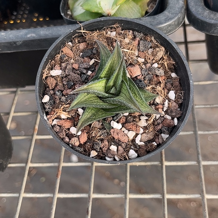 我也不知道我为什么要这样