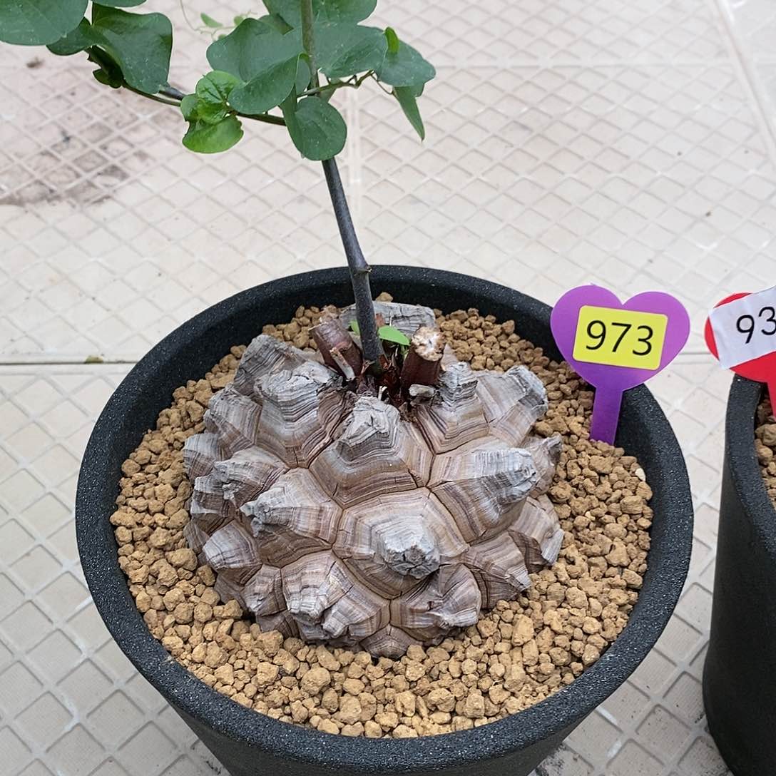 南非龟甲龙龟甲龙