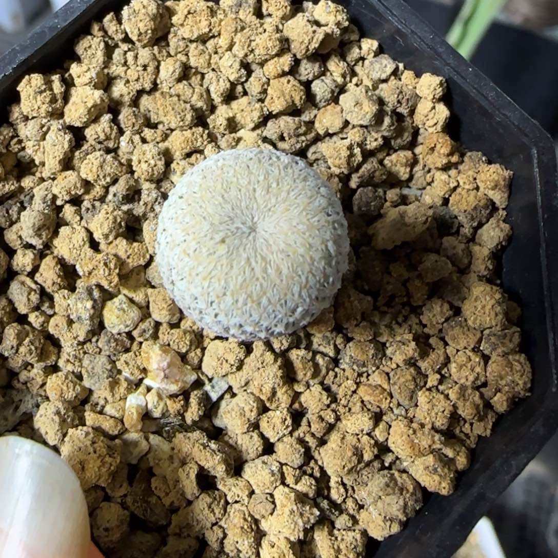 017实生1.3厘米SB375小人帽多肉