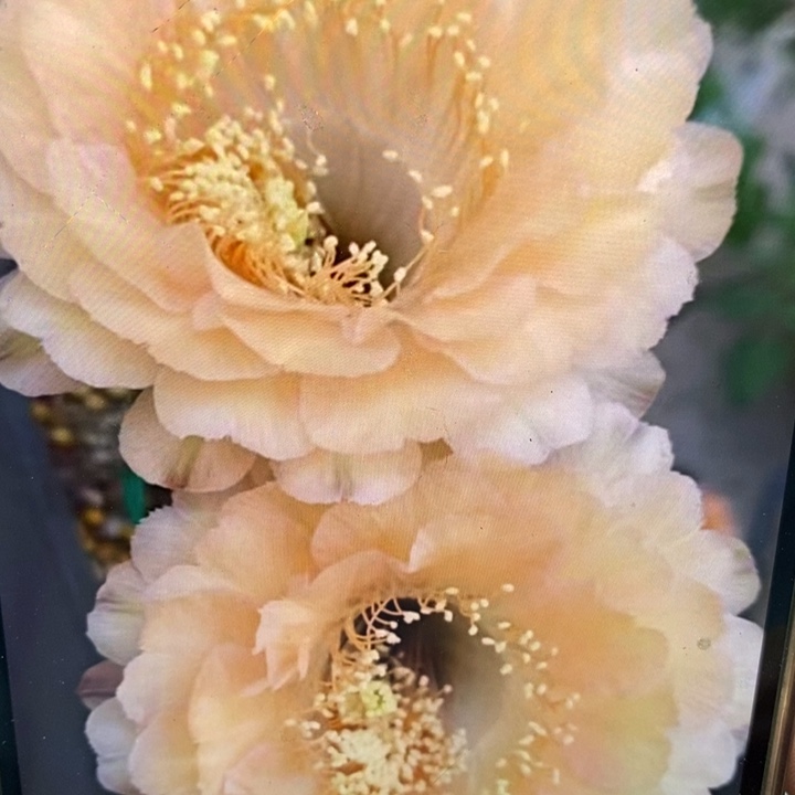 彩草新香槟侧芽3公分左右