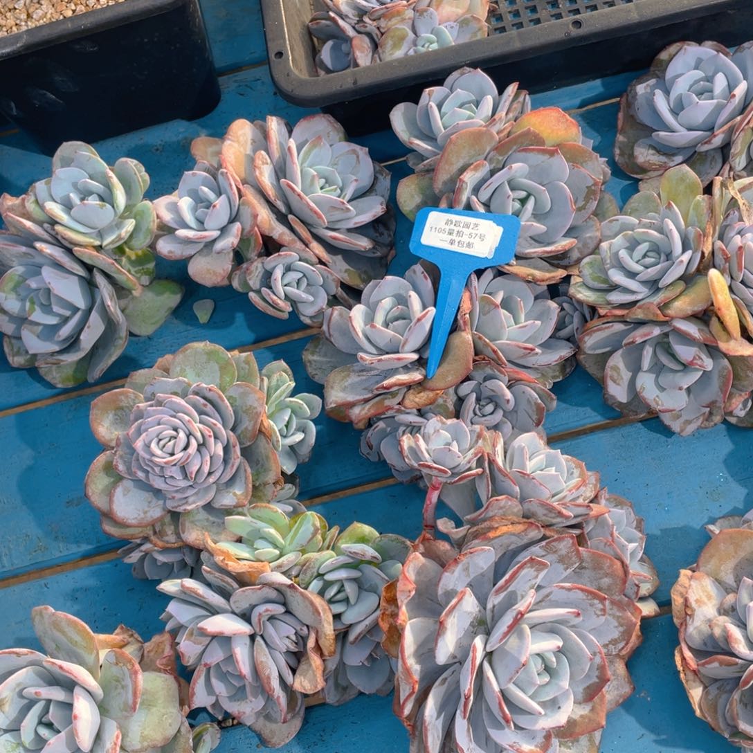 1105-57-韩版奶茶福利捡漏一颗