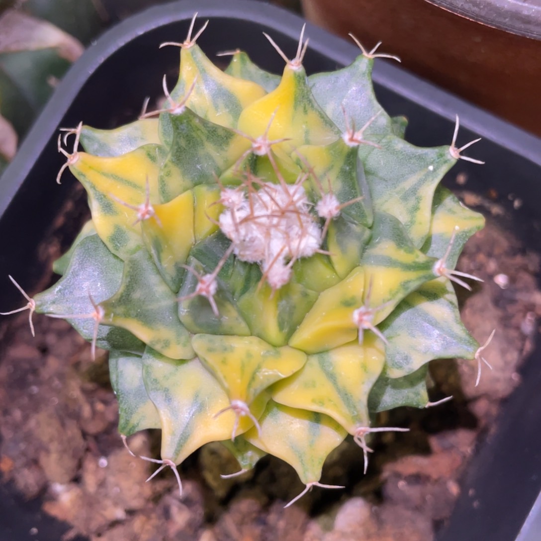 精选 极上散斑 帝冠锦 仙人球