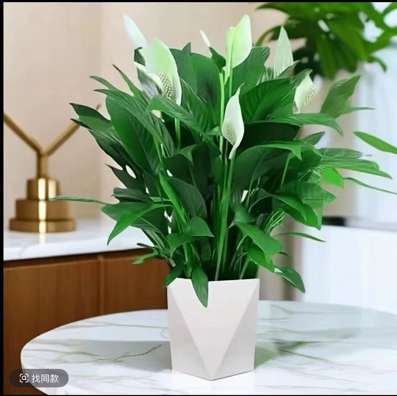 【一帆风顺】白掌绿植物办公室内小盆栽带花苞送营养液主页有图