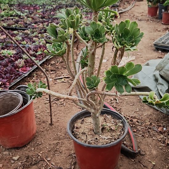 原始绿加急法师10