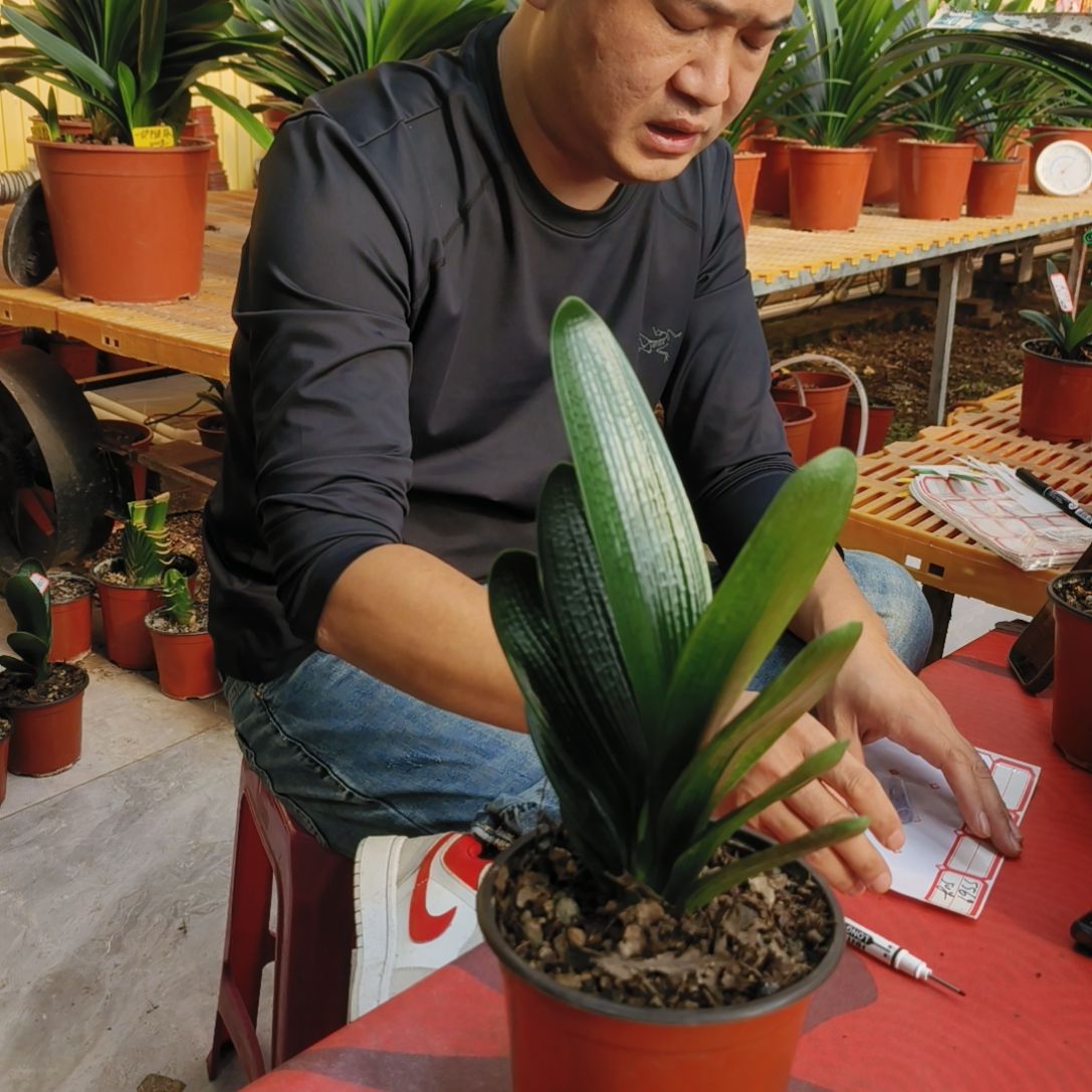 七***月当前无花栽培后可以开花