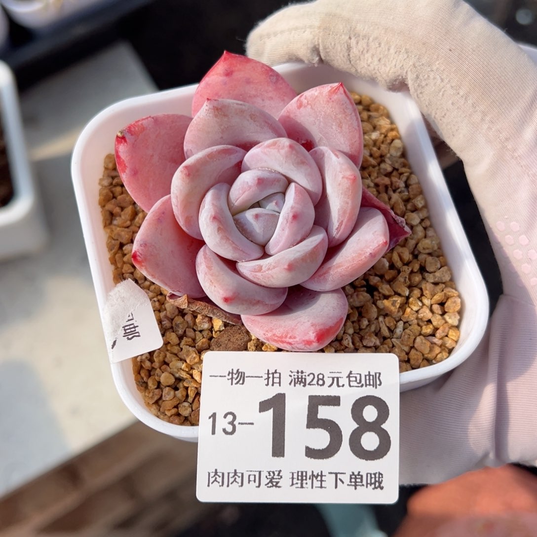 嫦娥多肉多肉多肉多肉