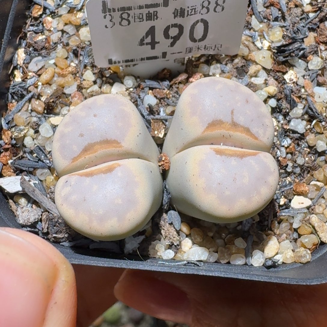 S便宜了很多来买490卡3.3