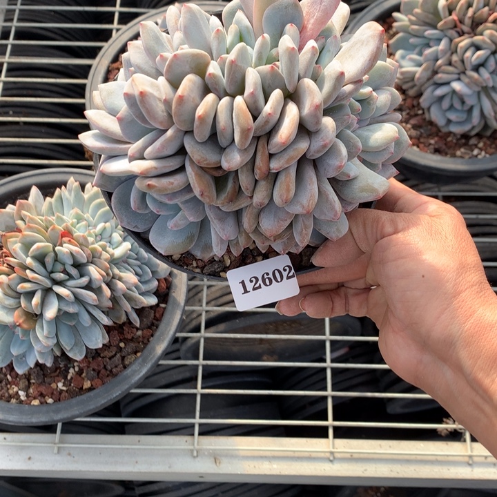 小***西12602朵朵缀嗯嗯嗯嗯嗯好