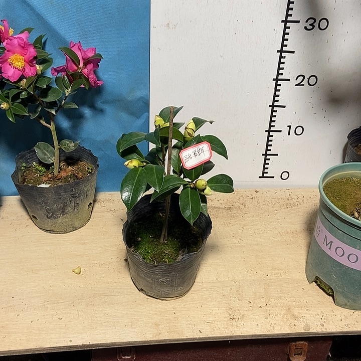 完全开放路易斯贝蒂