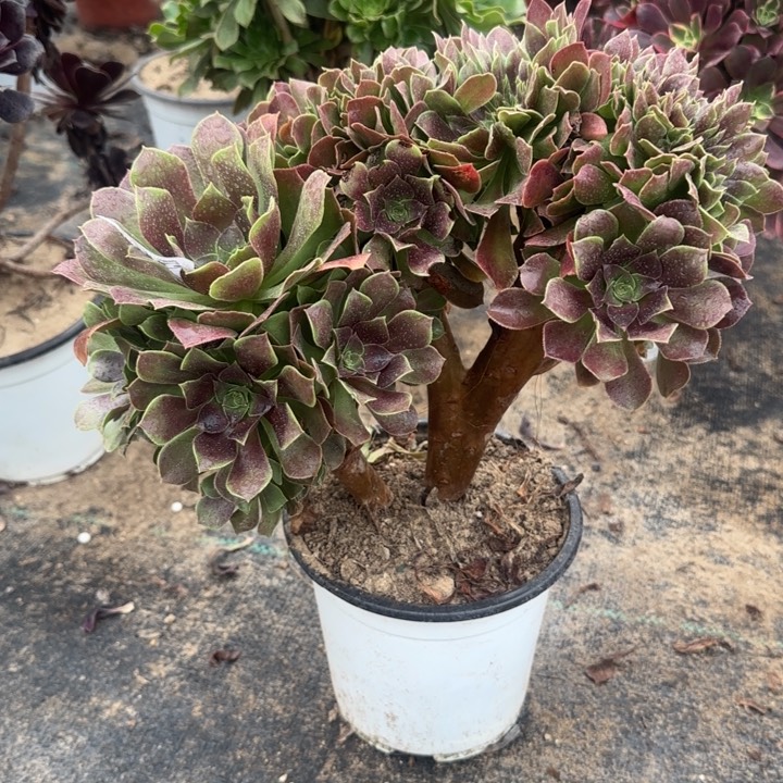 561两单包邮玫瑰坠化。       