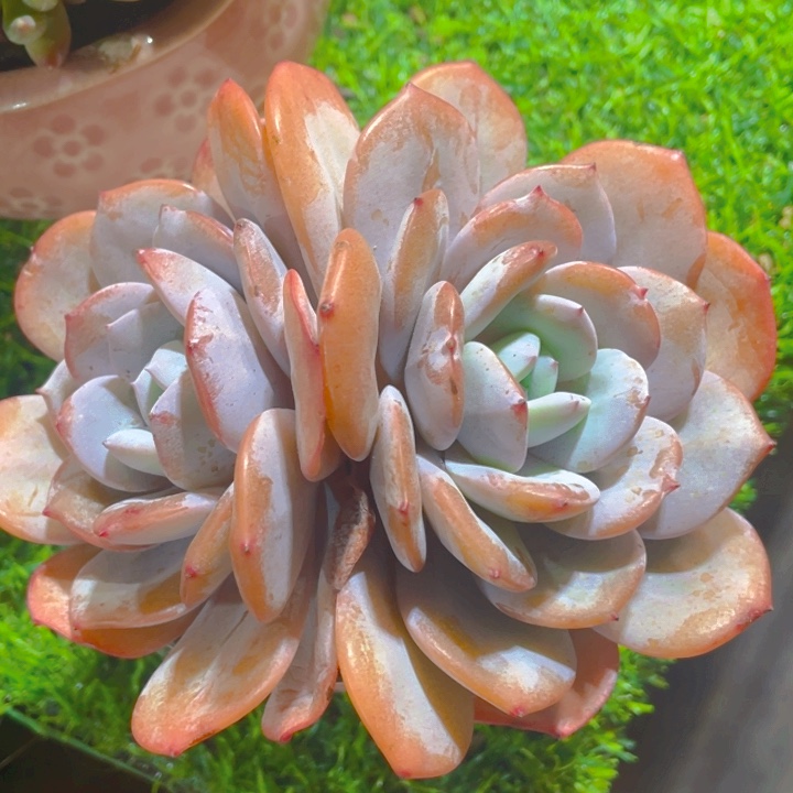 成***司谢谢你的支持00000042