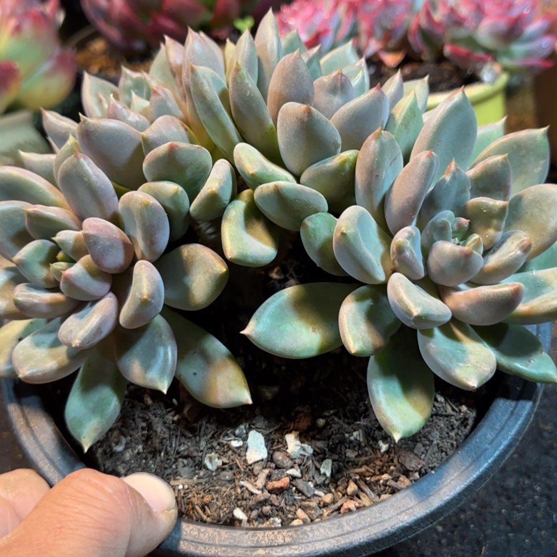 红象牙朵朵一物一拍包装收缩花旱