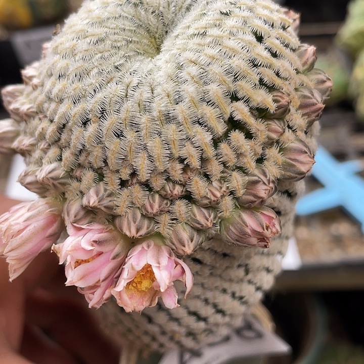 金桥店458号仙人球一颗