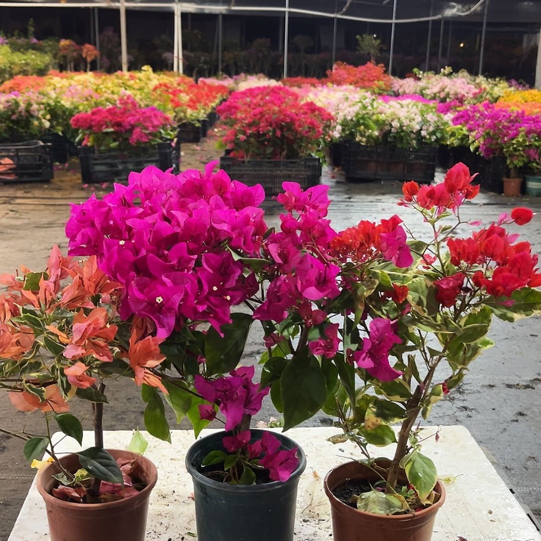 大部分花苞少量开放橙蝶，孟加拉红，黑玫瑰