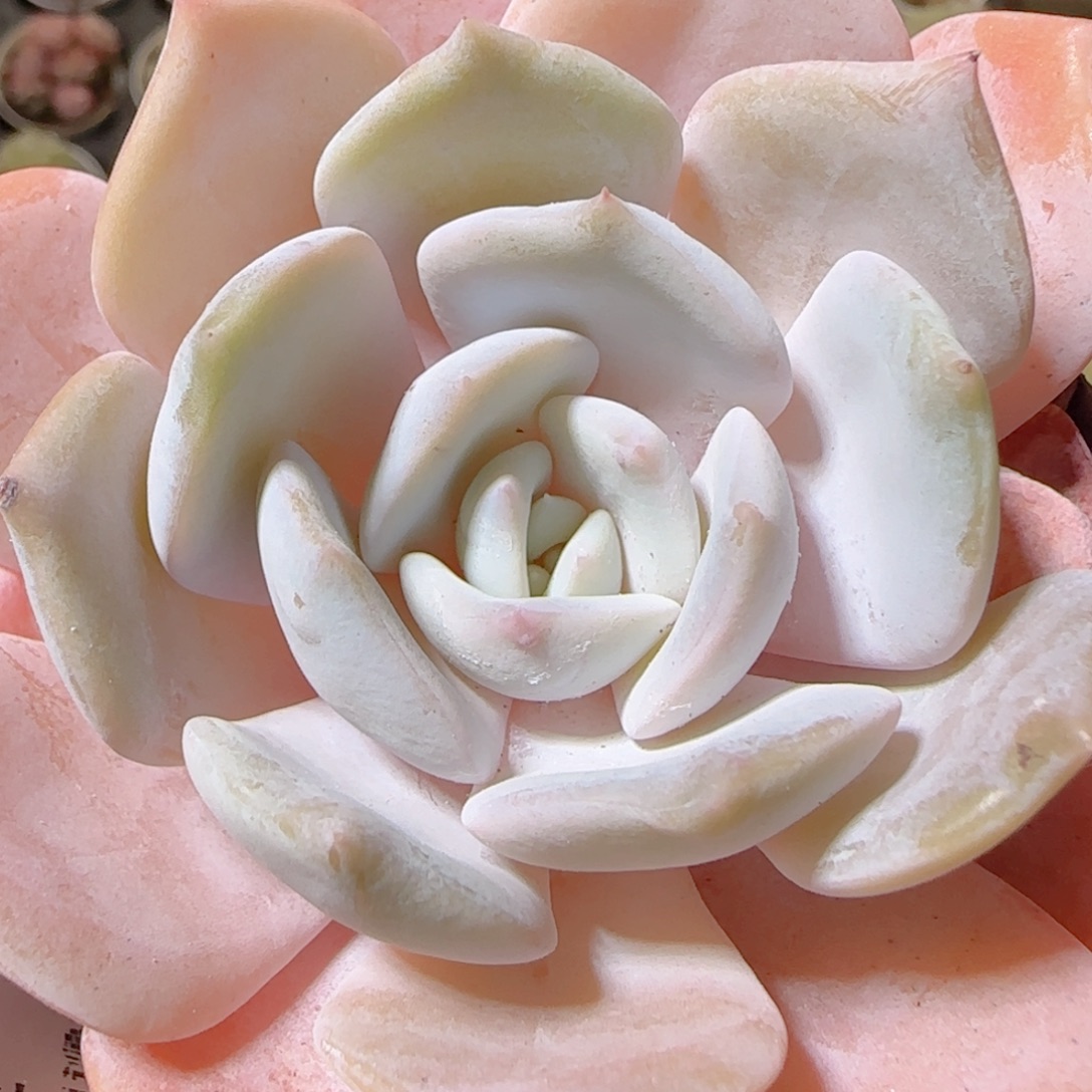 花语多肉1212-07奶茶