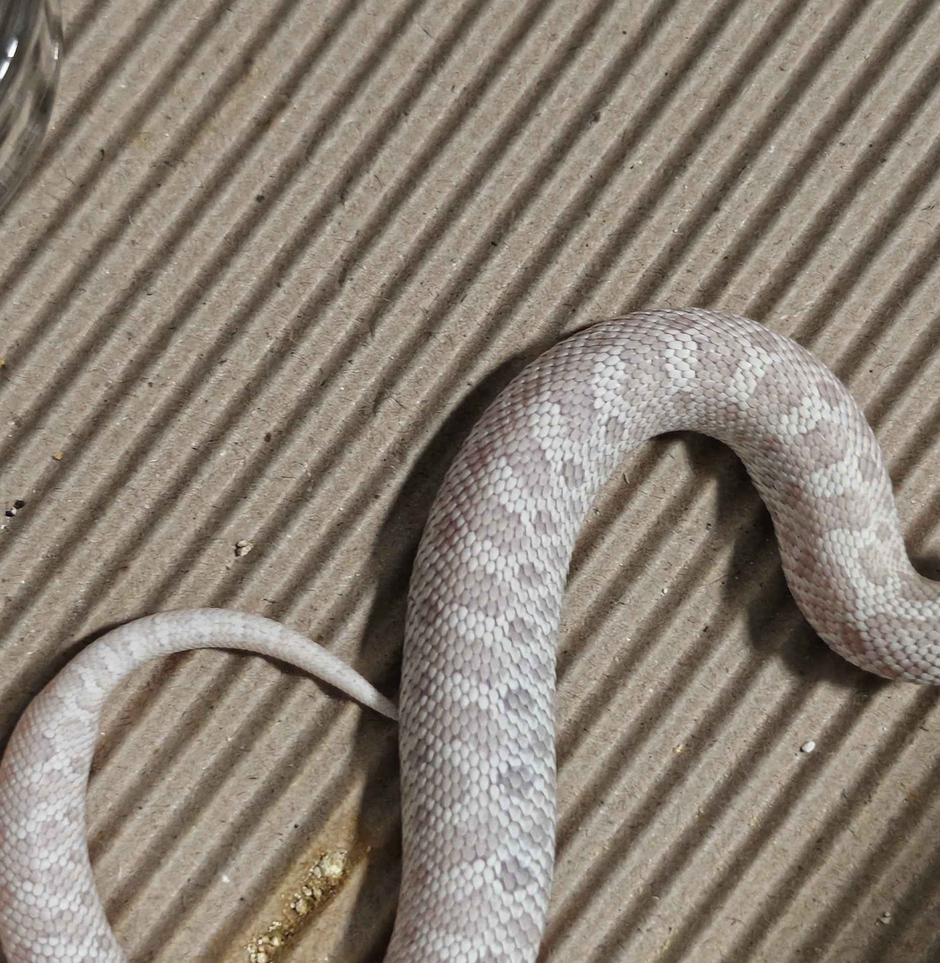 雪白猪 包邮包活包健康开食