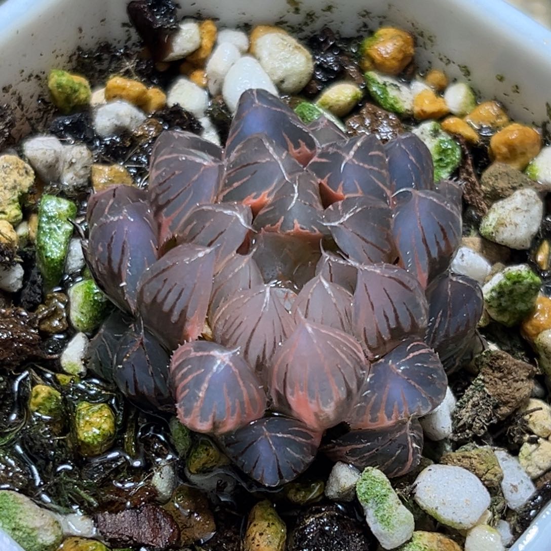 恭喜发财大吉大利864多肉