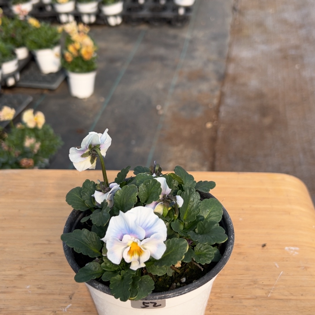 红陶抖音直播间闪拍52