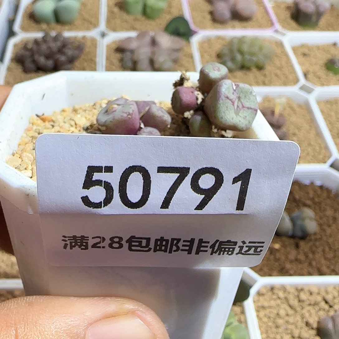 S***）哈哈哈哈哈哈哈50791