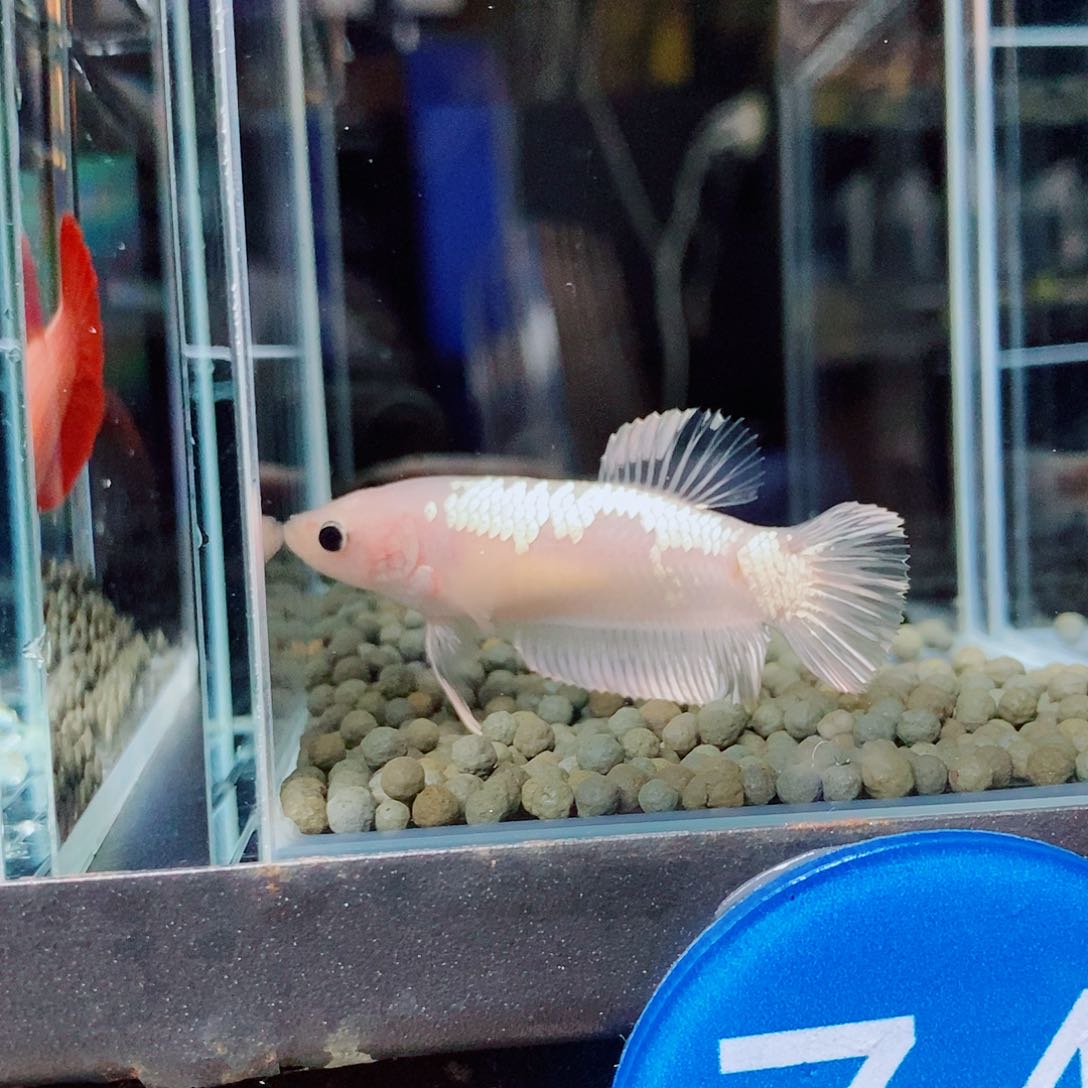 你***奶斗鱼蓝74号巨斗将军