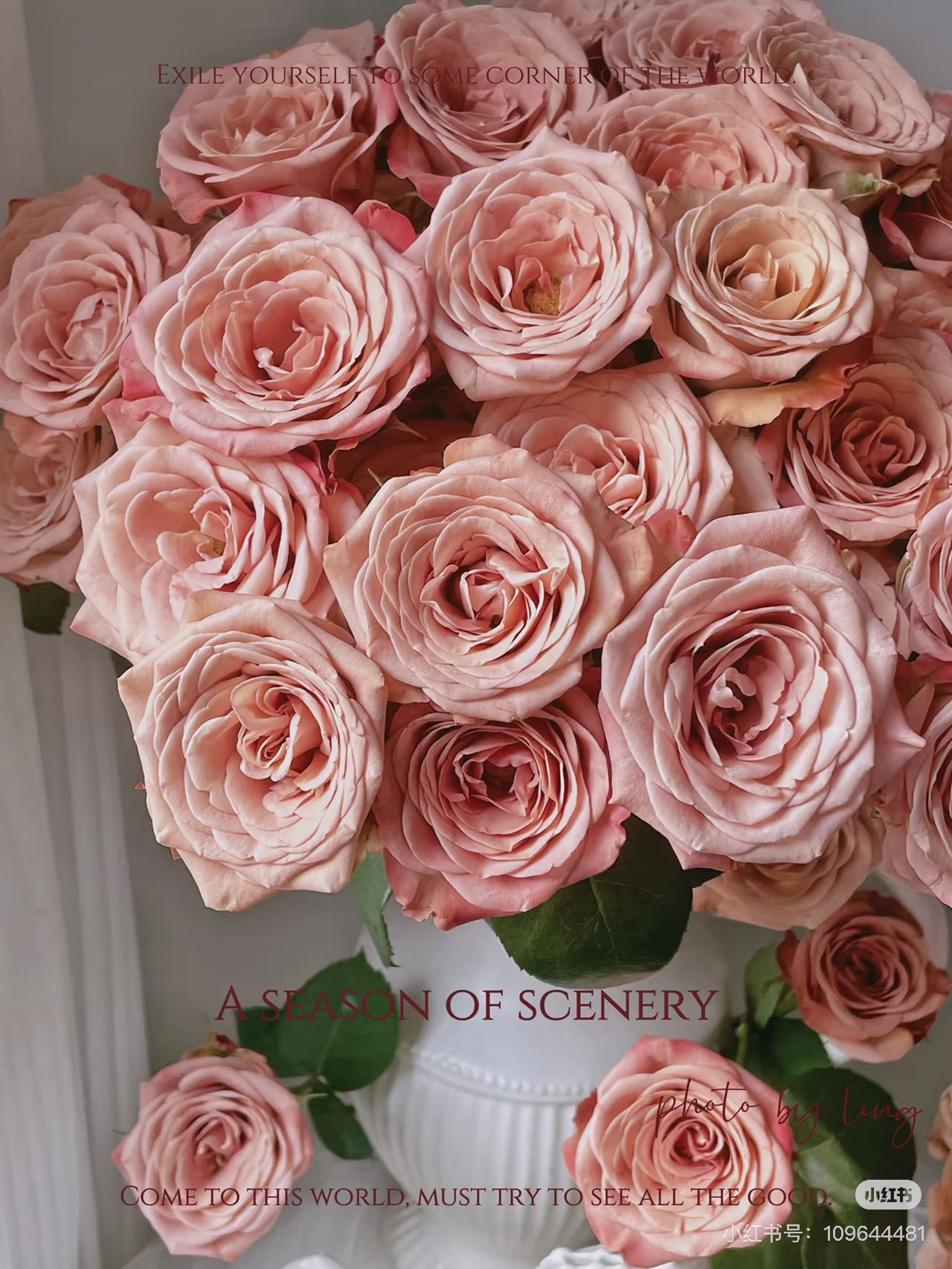 【微风精选】卡布奇诺玫瑰-1单中通 2单京东包邮！