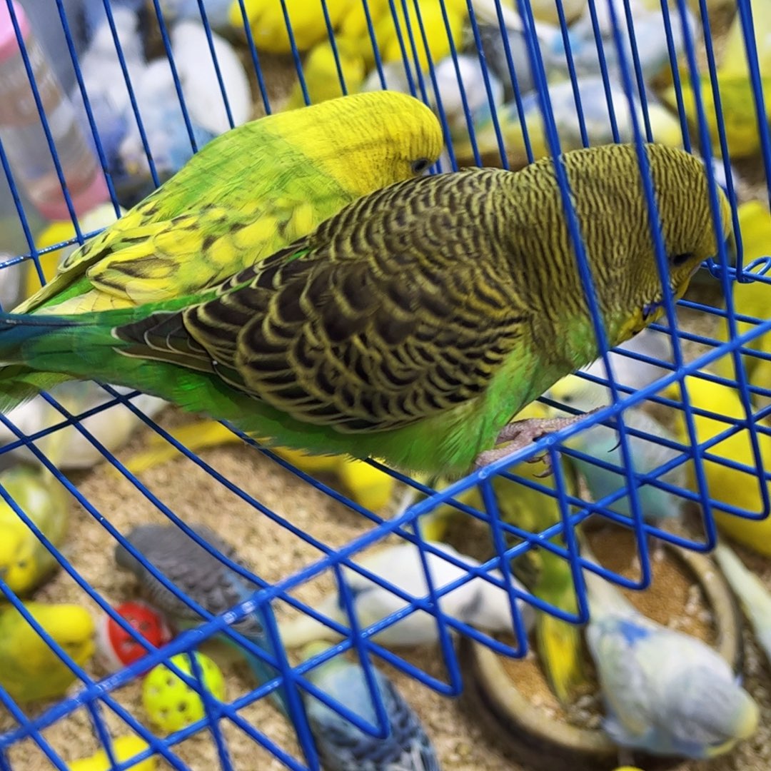 虎皮鹦鹉虎皮鹦鹉