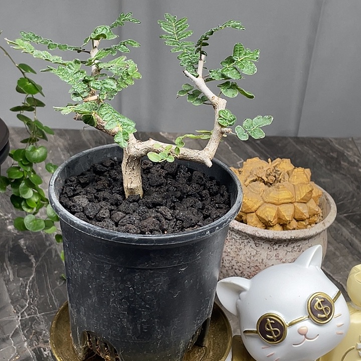 滔天橄榄开播6折仅有一单