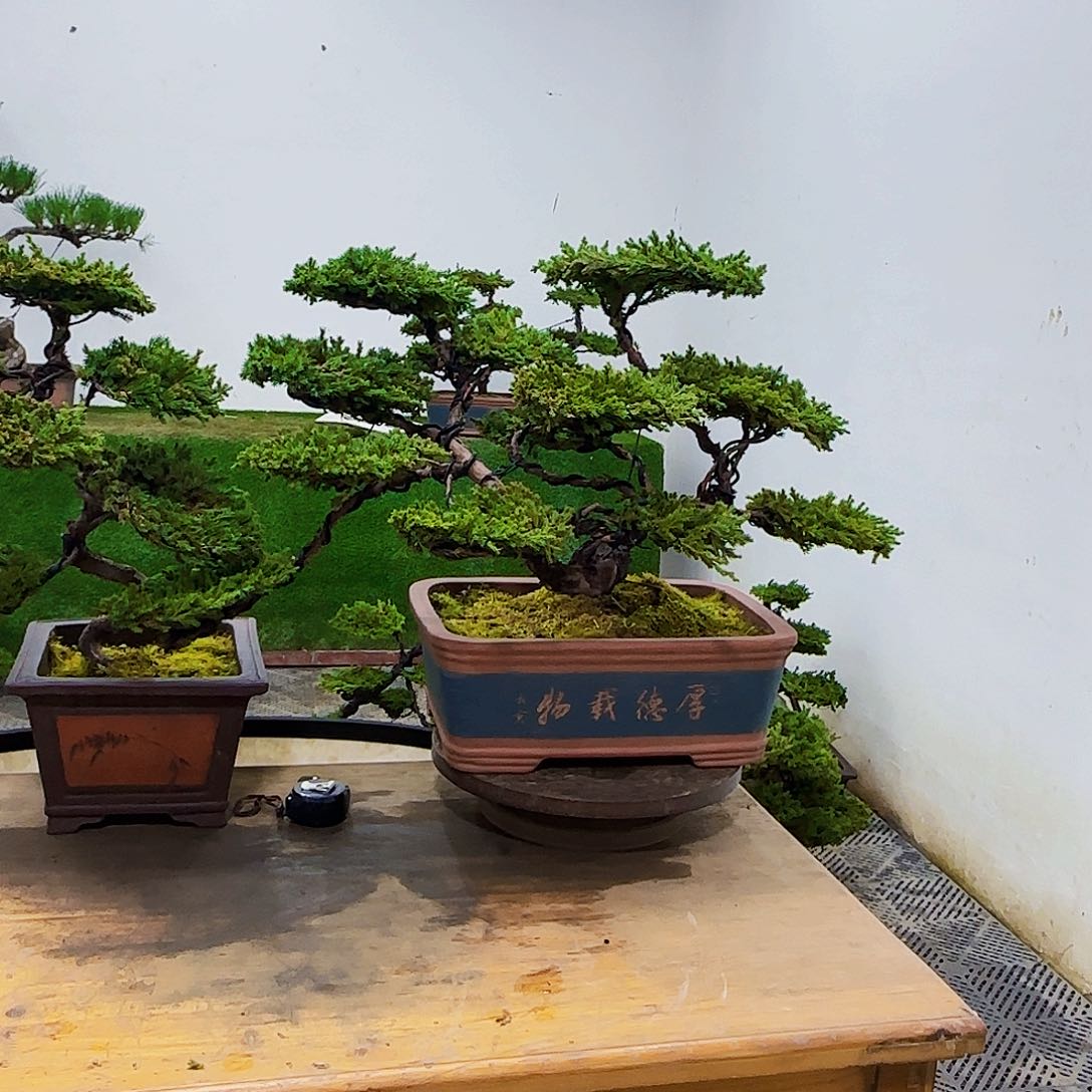 一**安盆景盆景盆景盆景
