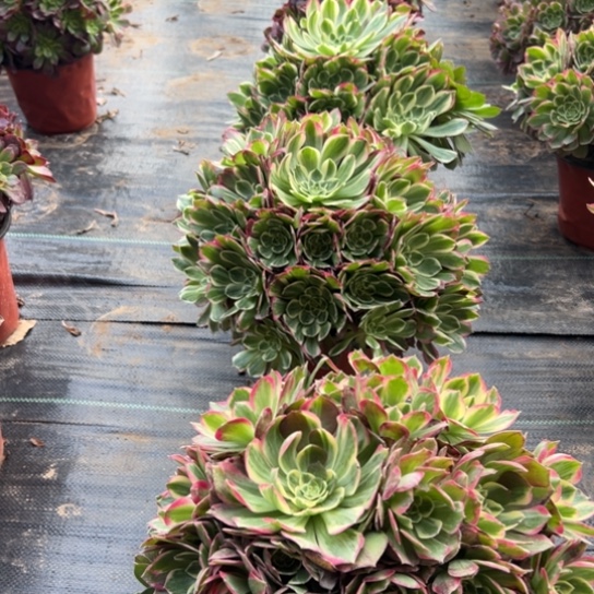 莲花一颗包邮福利