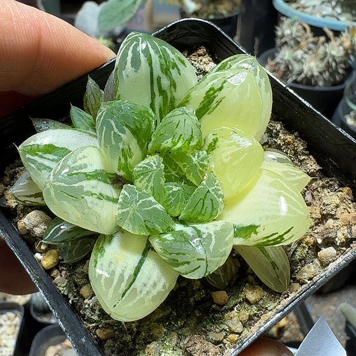 839苏州玉露锦脱土发货