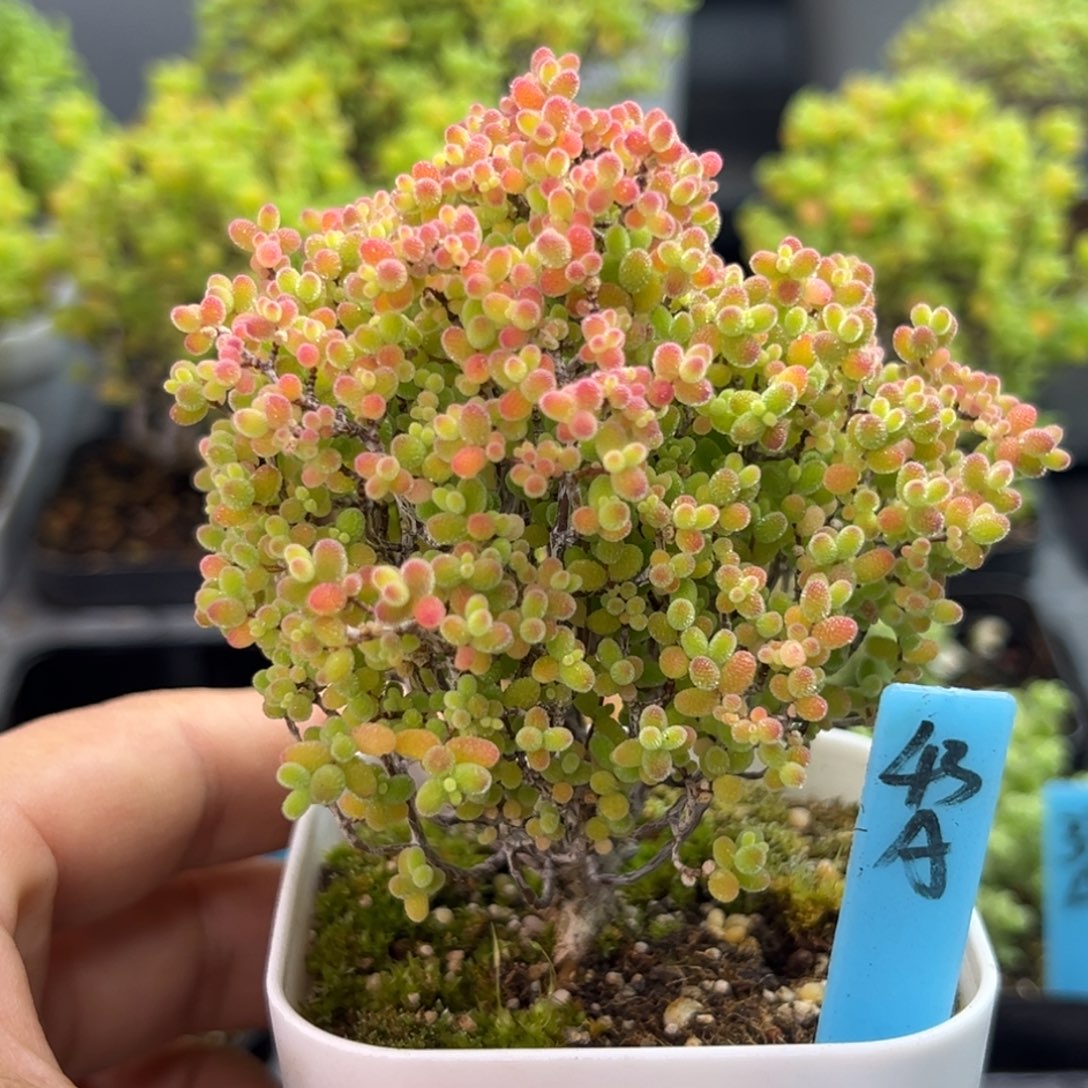 精控蜜橘小树43号