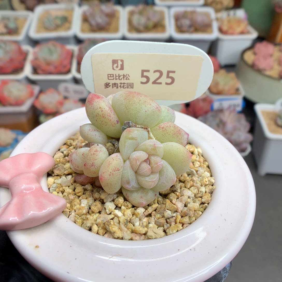 525 特冰玉石化多肉