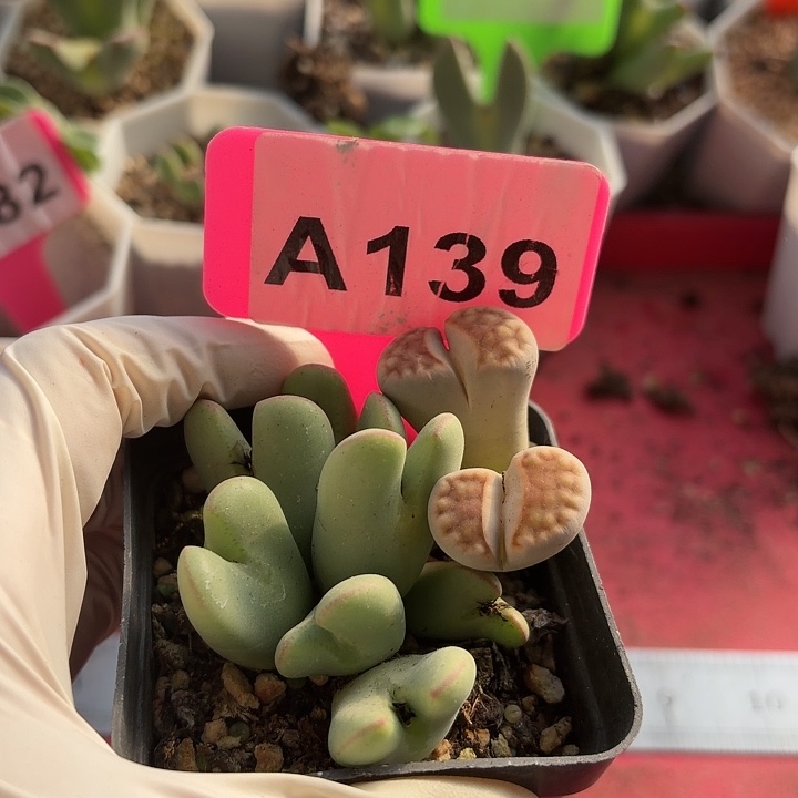 虾***仁139njnnnnnnnnnjhjnnnnnnn