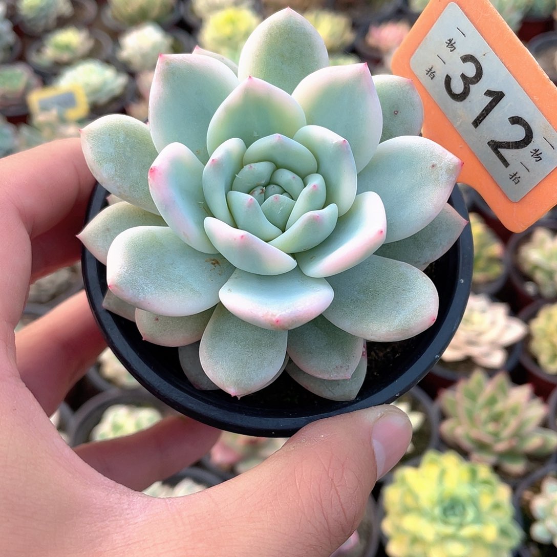 梦露锦312号多肉植物