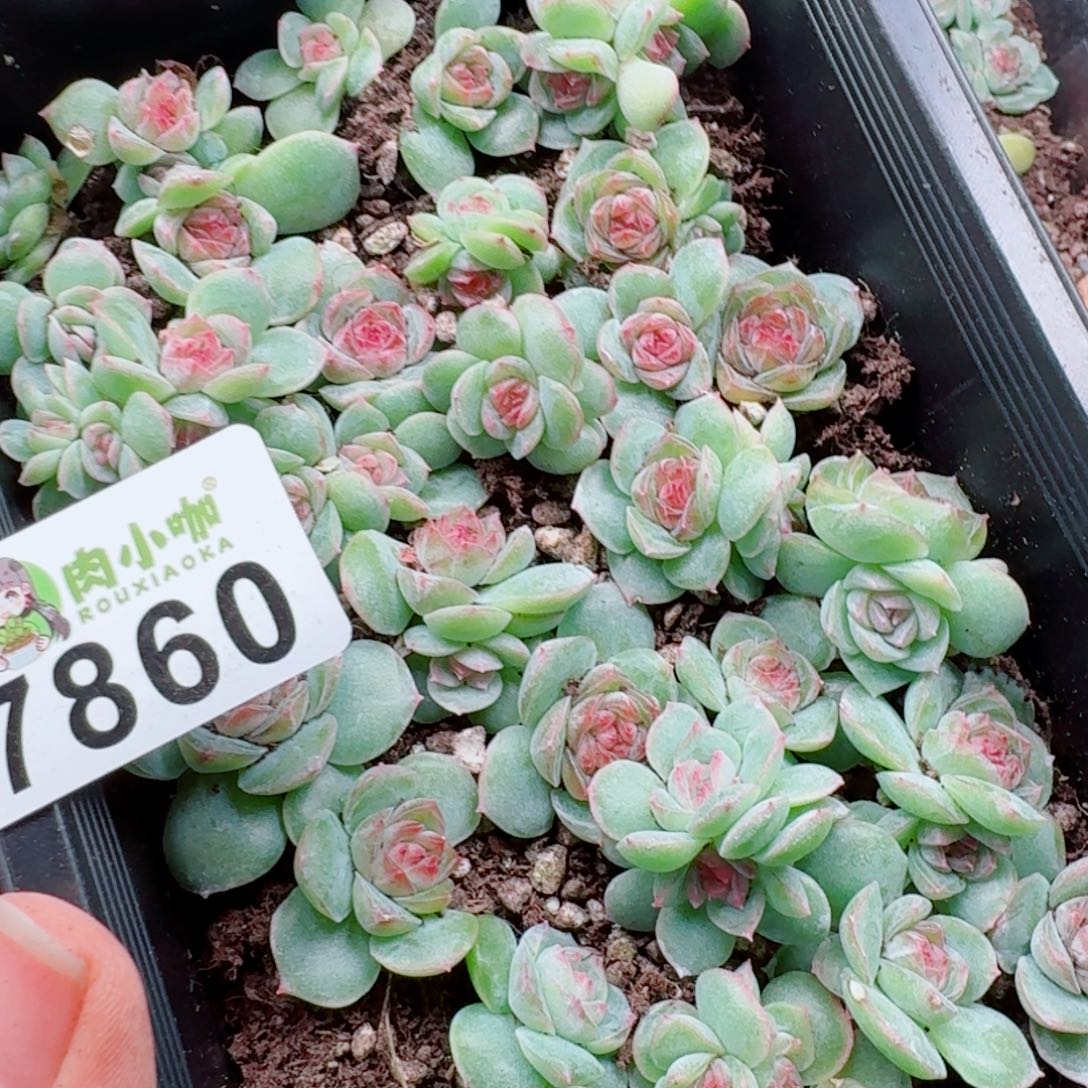 大***妮多肉植物多肉植物